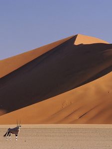 Preview wallpaper desert, dunes, sand, animal, horns, artiodactyl