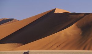 Preview wallpaper desert, dunes, sand, animal, horns, artiodactyl