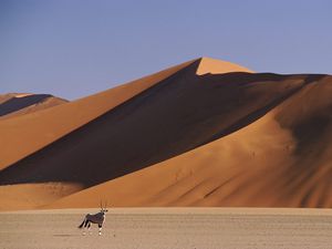 Preview wallpaper desert, dunes, sand, animal, horns, artiodactyl