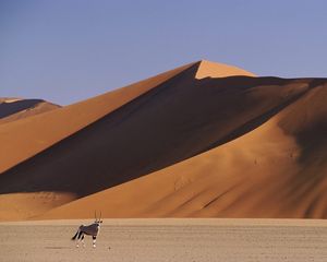 Preview wallpaper desert, dunes, sand, animal, horns, artiodactyl