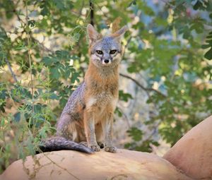 Preview wallpaper desert fox, fox, glance, predator