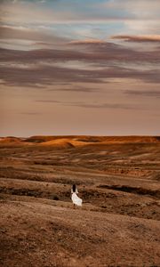 Preview wallpaper desert, girl, silhouette, landscape, hills