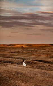 Preview wallpaper desert, girl, silhouette, landscape, hills