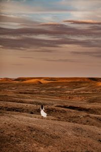 Preview wallpaper desert, girl, silhouette, landscape, hills