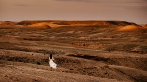 Preview wallpaper desert, girl, silhouette, landscape, hills