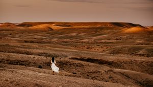 Preview wallpaper desert, girl, silhouette, landscape, hills