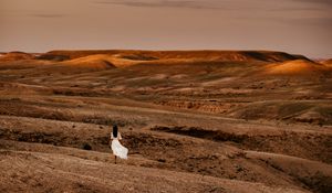 Preview wallpaper desert, girl, silhouette, landscape, hills