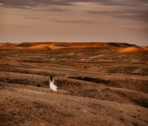 Preview wallpaper desert, girl, silhouette, landscape, hills