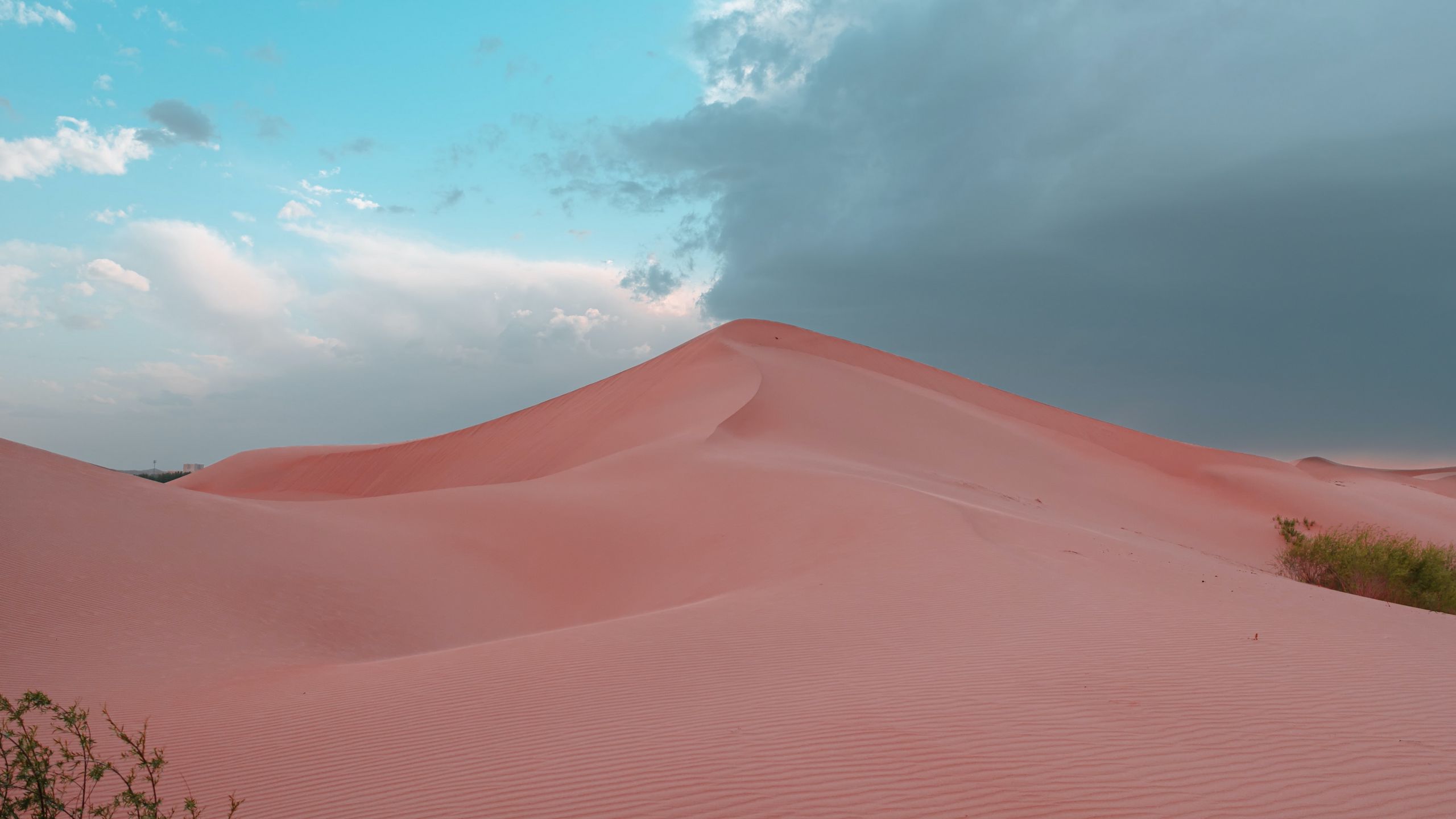 Download Wallpaper 2560x1440 Desert Hill Sand Dunes Bushes