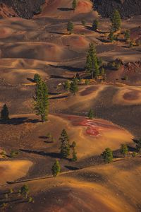 Preview wallpaper desert, hills, trees, aerial view, nature