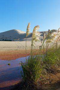 Preview wallpaper desert, oasis, sand, reeds, plant, hills, nature