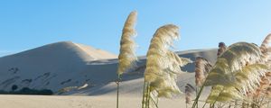 Preview wallpaper desert, oasis, sand, reeds, plant, hills, nature
