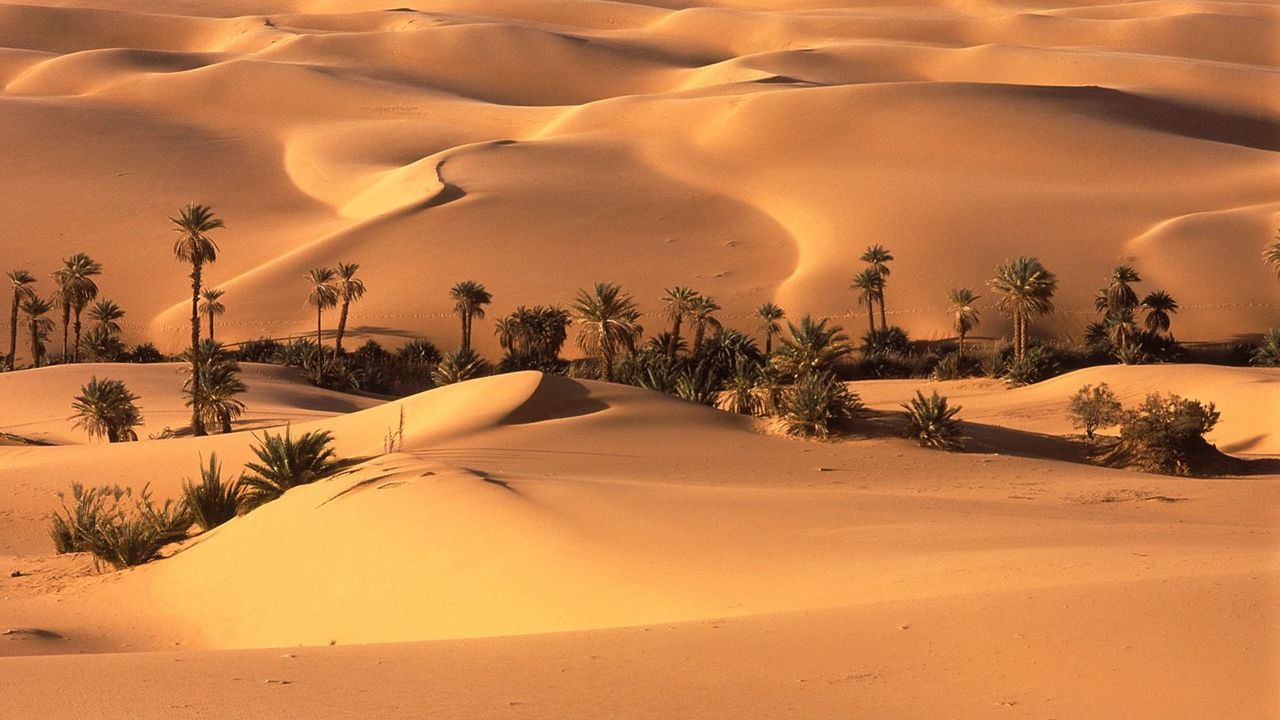 Wallpaper desert, oasis, vegetation, trees, palm trees, sand