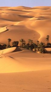 Preview wallpaper desert, oasis, vegetation, trees, palm trees, sand