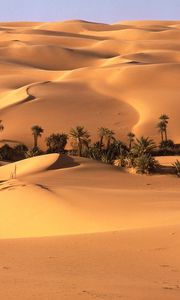 Preview wallpaper desert, oasis, vegetation, trees, palm trees, sand