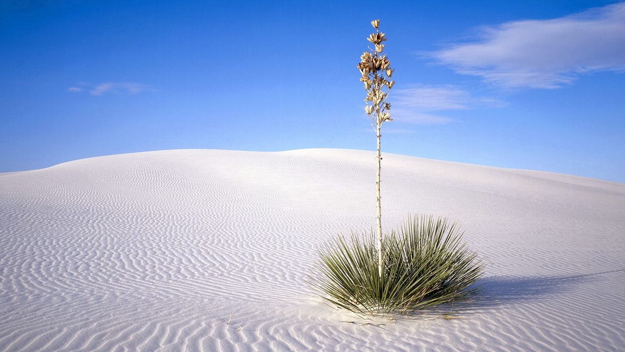 Wallpaper desert, plant, prickles, stalk, sand, lines