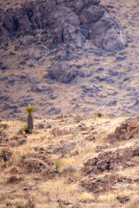 Preview wallpaper desert, rocks, landscape, stones