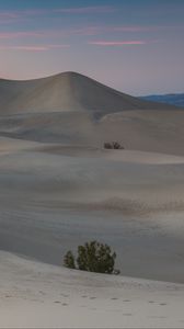 Preview wallpaper desert, sand, dunes, nature, bushes, evening