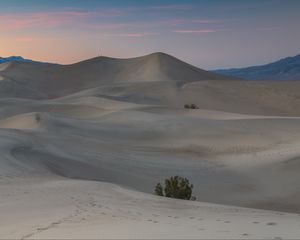 Preview wallpaper desert, sand, dunes, nature, bushes, evening