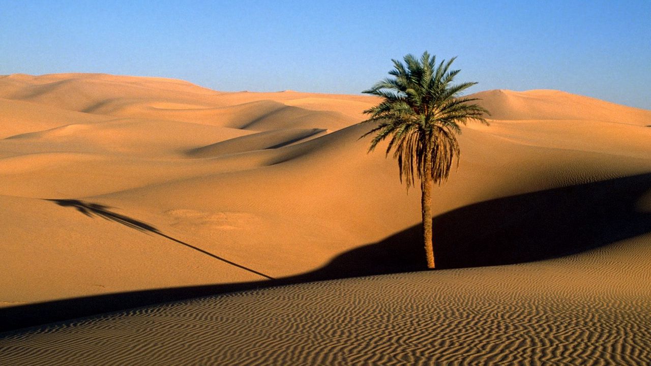 Wallpaper desert, sand, dunes, palm tree, tree, shade, evening