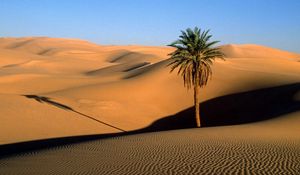Preview wallpaper desert, sand, dunes, palm tree, tree, shade, evening