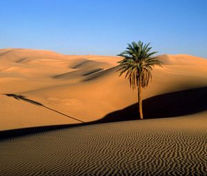 Preview wallpaper desert, sand, dunes, palm tree, tree, shade, evening