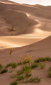 Preview wallpaper desert, sand, flowers, dunes, hills