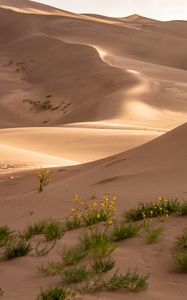 Preview wallpaper desert, sand, flowers, dunes, hills