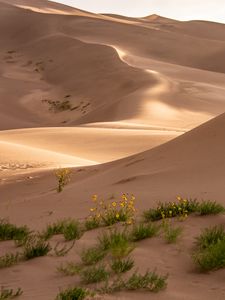 Preview wallpaper desert, sand, flowers, dunes, hills