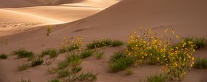 Preview wallpaper desert, sand, flowers, dunes, hills