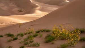 Preview wallpaper desert, sand, flowers, dunes, hills