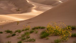 Preview wallpaper desert, sand, flowers, dunes, hills