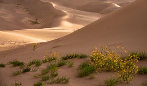 Preview wallpaper desert, sand, flowers, dunes, hills