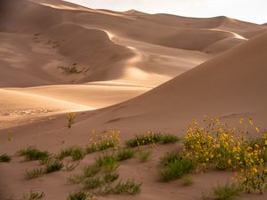 Preview wallpaper desert, sand, flowers, dunes, hills