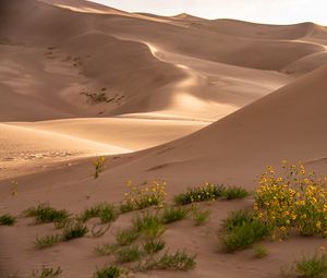 Preview wallpaper desert, sand, flowers, dunes, hills