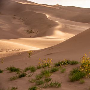 Preview wallpaper desert, sand, flowers, dunes, hills
