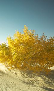 Preview wallpaper desert, sand, tree, leaves