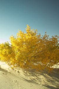 Preview wallpaper desert, sand, tree, leaves