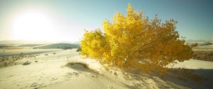 Preview wallpaper desert, sand, tree, leaves