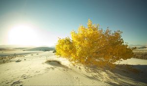 Preview wallpaper desert, sand, tree, leaves