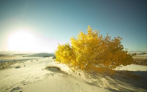 Preview wallpaper desert, sand, tree, leaves