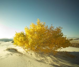 Preview wallpaper desert, sand, tree, leaves