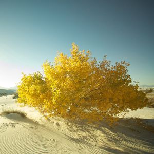 Preview wallpaper desert, sand, tree, leaves