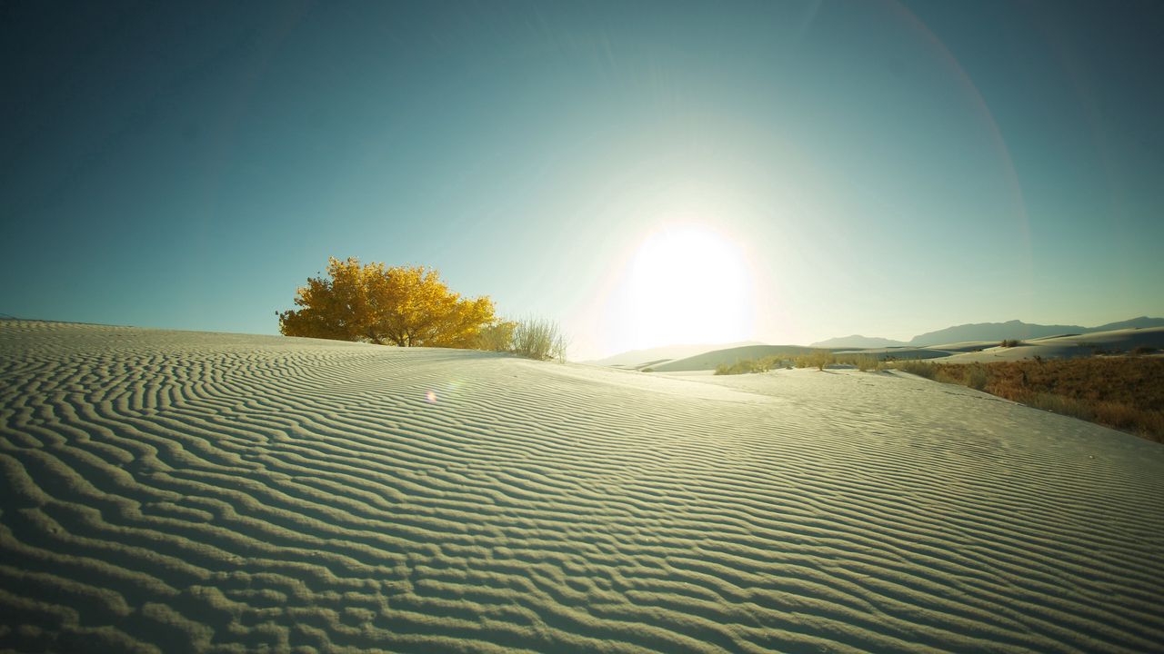 Wallpaper desert, sand, tree, evening, decline