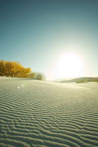 Preview wallpaper desert, sand, tree, evening, decline