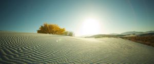 Preview wallpaper desert, sand, tree, evening, decline