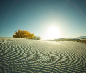 Preview wallpaper desert, sand, tree, evening, decline