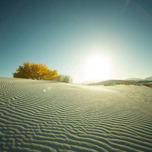 Preview wallpaper desert, sand, tree, evening, decline