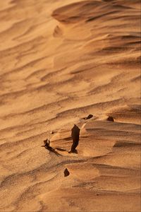 Preview wallpaper desert, sand, wavy, dry