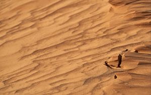 Preview wallpaper desert, sand, wavy, dry